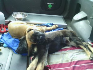 ranger and Meeko